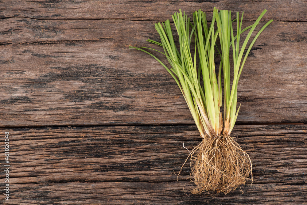 Vetiver grass or chrysopogon zizanioides on an old wooden background. Vetiver grass or chrysopogon zizanioides on an old wooden background.