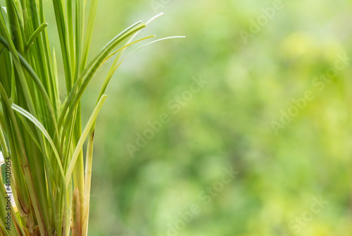 Vetiver grass or chrysopogon zizanioides on nature background.