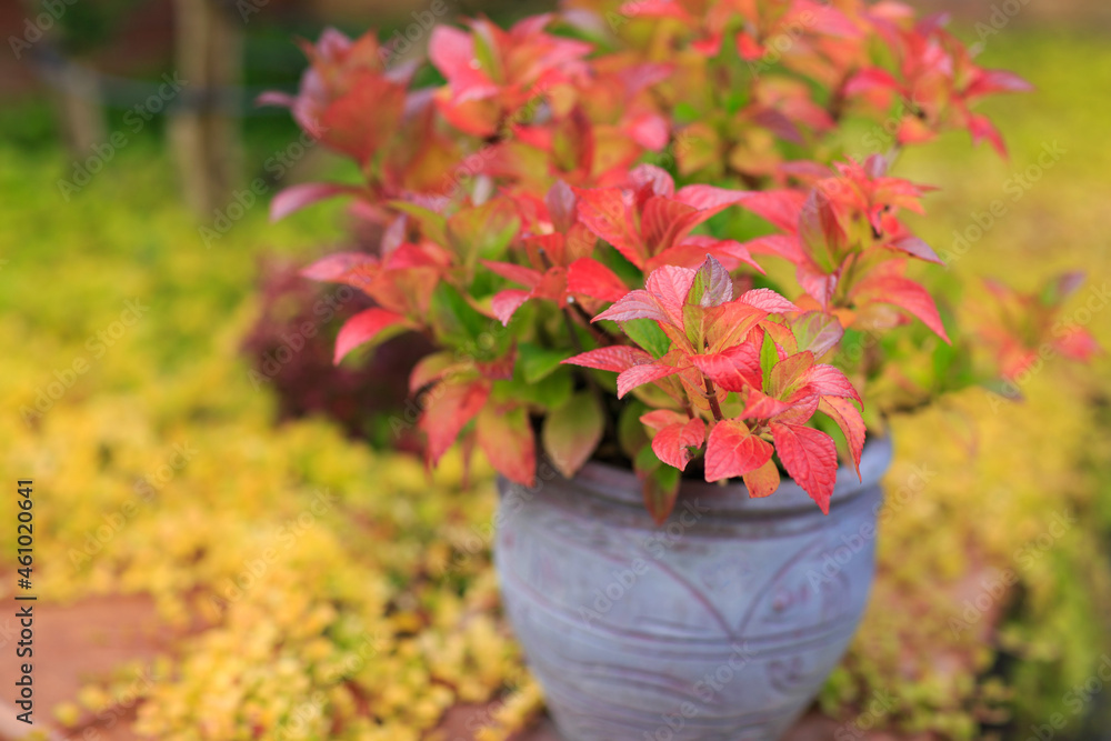 plant in a flowerpot in the autumn garden