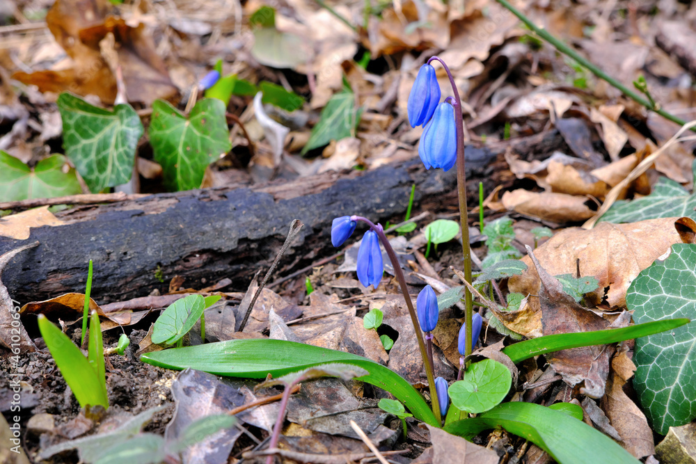 View of alpine squill in winter forest. Krasnodar Krai, Russia.