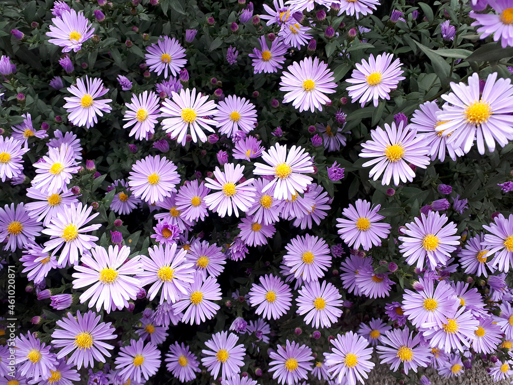 Purple garden Aster. A plant of the genus Symphyotrichum. Contrasting purple flowers on a dark foliage background. A versatile plant for the garden. Purple garden Aster. A plant of the genus Symphyotrichum. Contrasting purple flowers on a dark foliage background. A versatile plant for the garden.