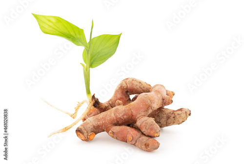 Turmeric rhizome and green leaves isolated on white background with clipping path. photo