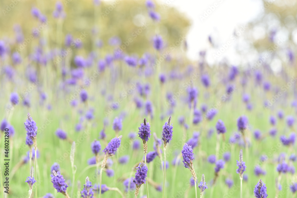 Close up a beautiful purple lavender flowers on natural background. Close up a beautiful purple lavender flowers on natural background.