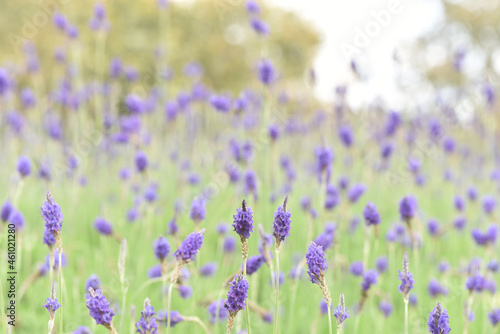 Close up a beautiful purple lavender flowers on natural background.