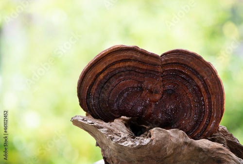 Reishi , lingzhi or Ganoderma lucidum mushroom on natural background