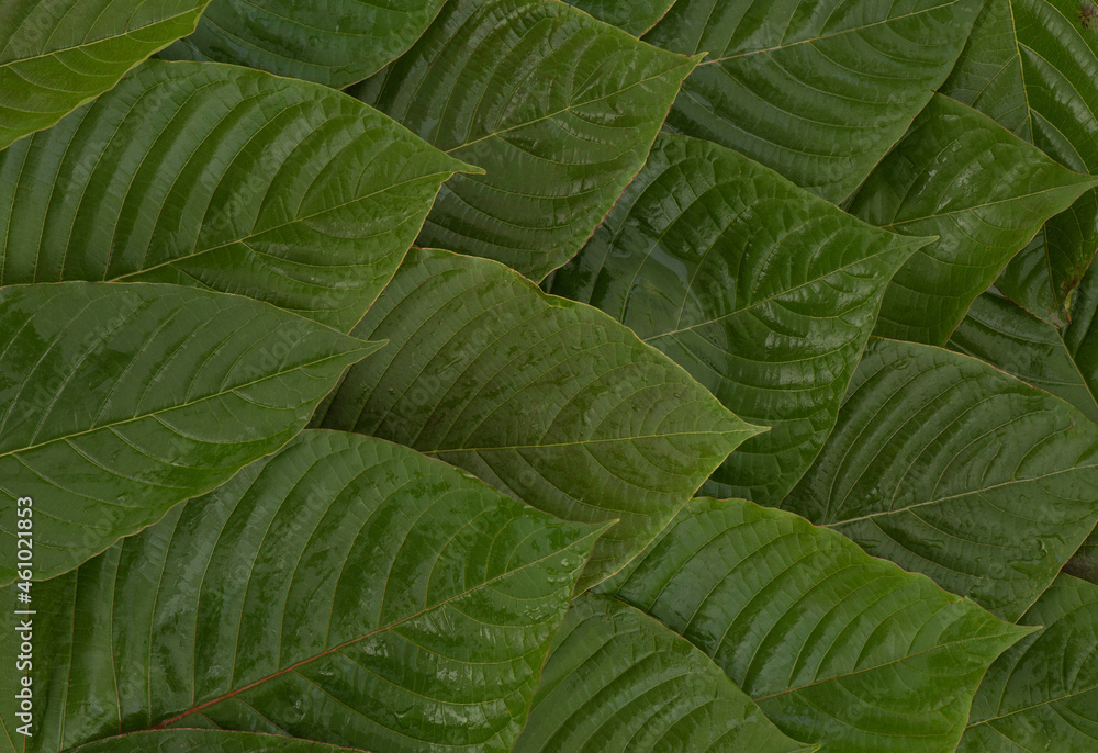 Fototapeta premium Pattern and surface with back kraton or mitragyna speciosa leaves background.