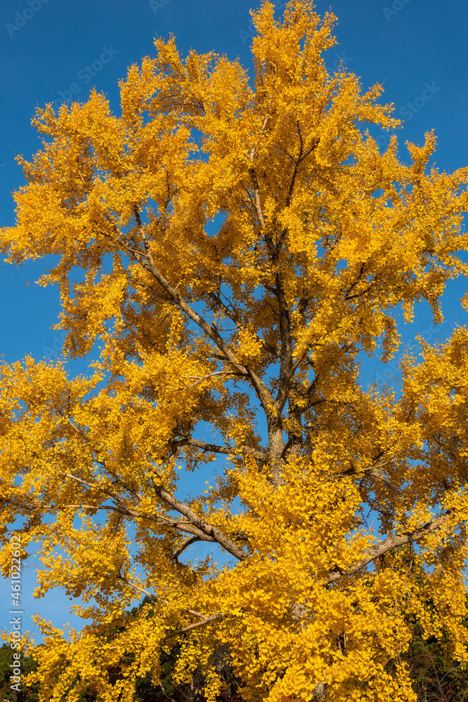 Gorgeous yellow leaves of a ginko biloba tree, blue sky. Gorgeous yellow leaves of a ginko biloba tree, blue sky.