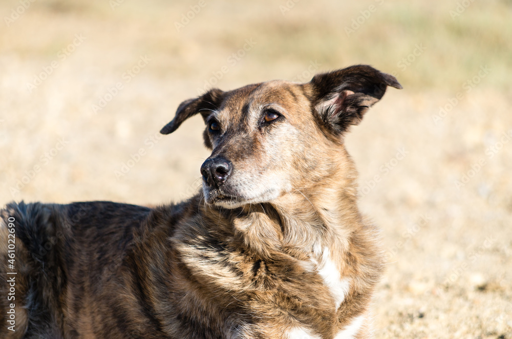 Portrait of a Dog