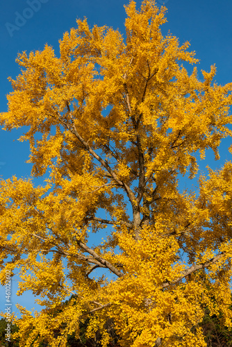 Gorgeous yellow leaves of a ginko biloba tree, blue sky.