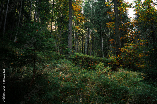 Kleiner Arbersee Bayerischer Wald © CreativeImage