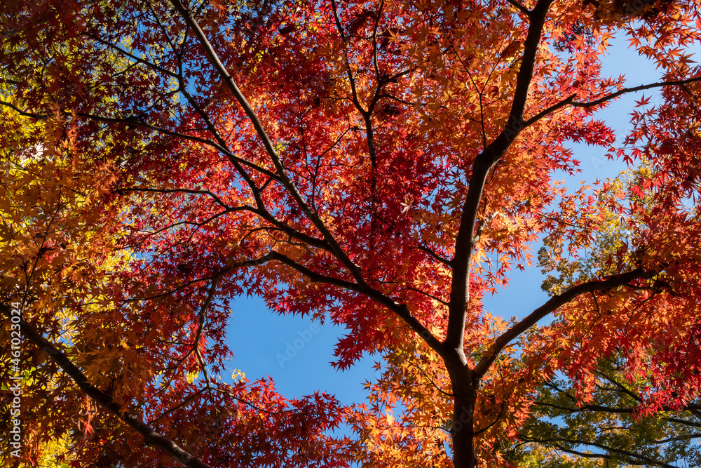 Vibrant colorful Japanese maple trees in autumn season, blue sky. Vibrant colorful Japanese maple trees in autumn season, blue sky.
