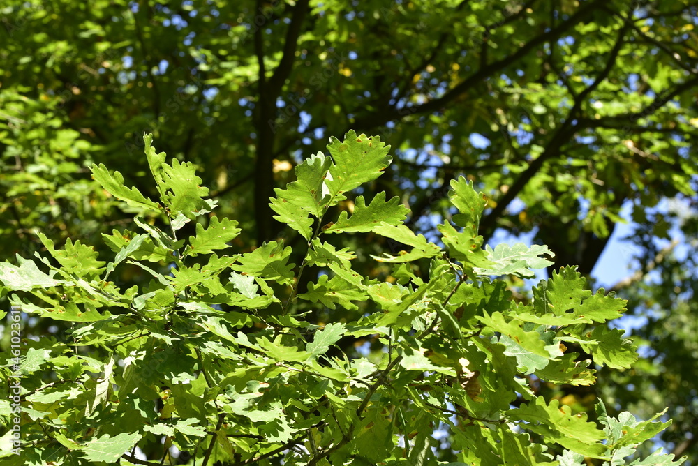 Obraz premium The maple tree (Acer platanoides)