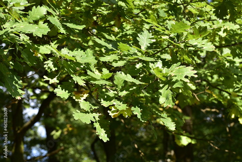 The maple tree (Acer platanoides)
