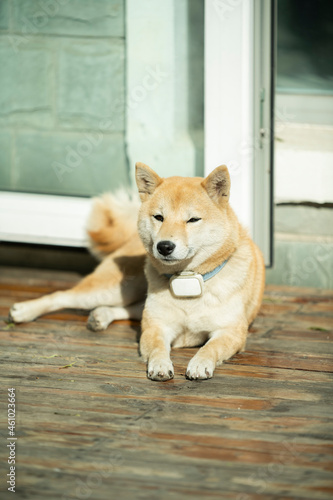 dog sitting on the floor