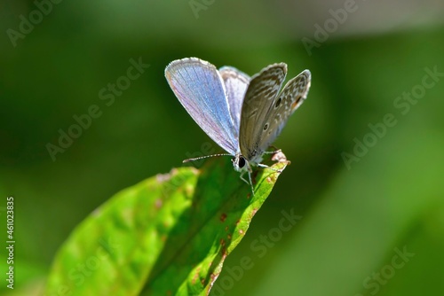 青いシジミチョウ © trogon