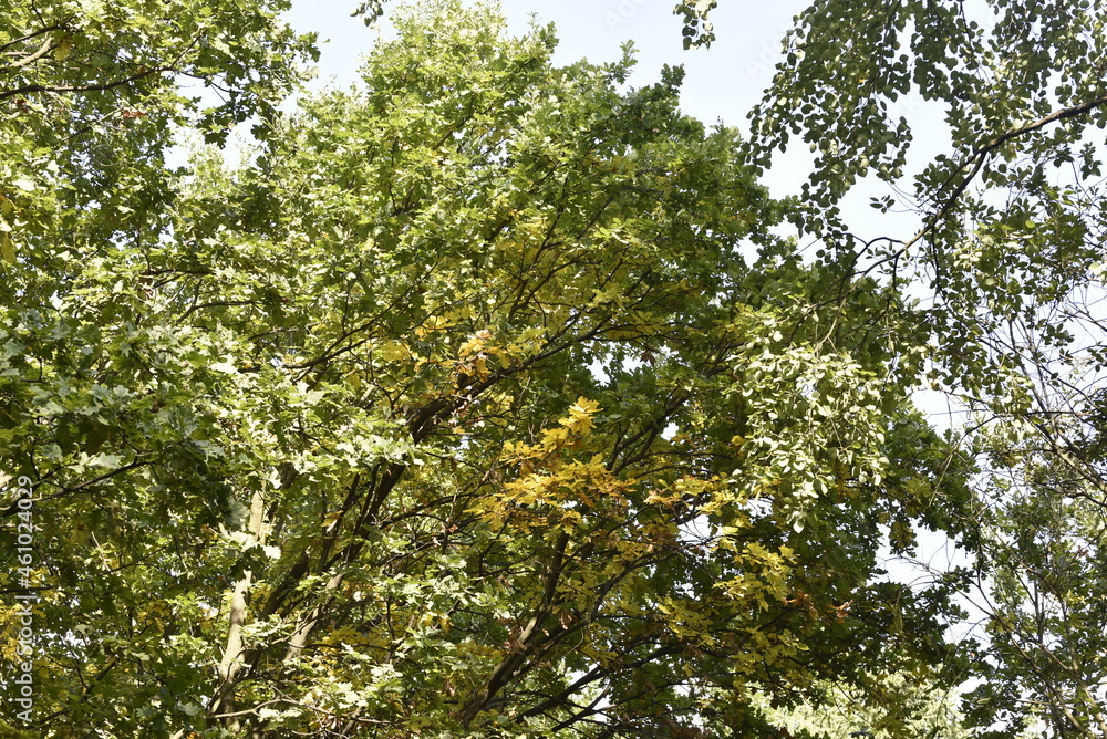 Fototapeta premium the crown of trees in the city park