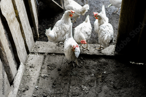 White chickens in the yard. Poultry farming. Chickens in the village stand at the entrance to the chicken coop. photo