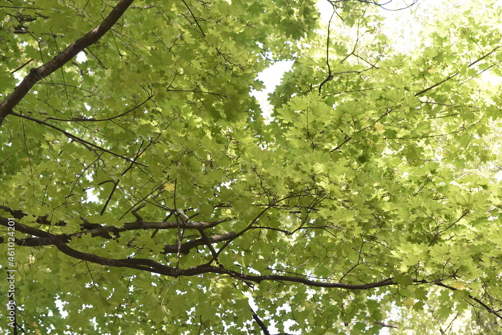 Fototapeta premium the crown of trees in the city park