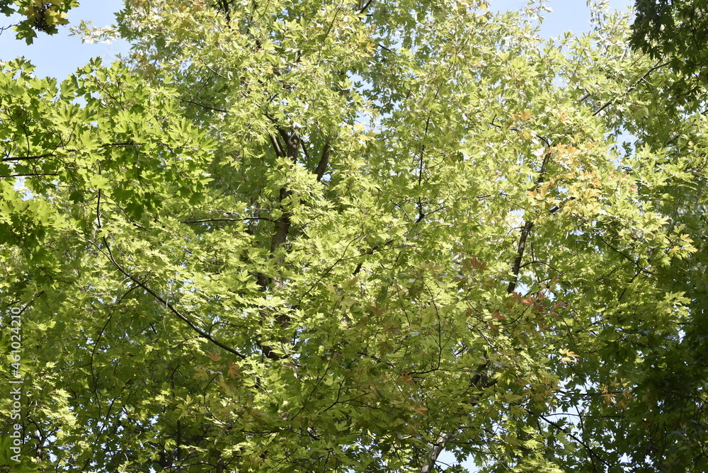 Fototapeta premium the crown of trees in the city park