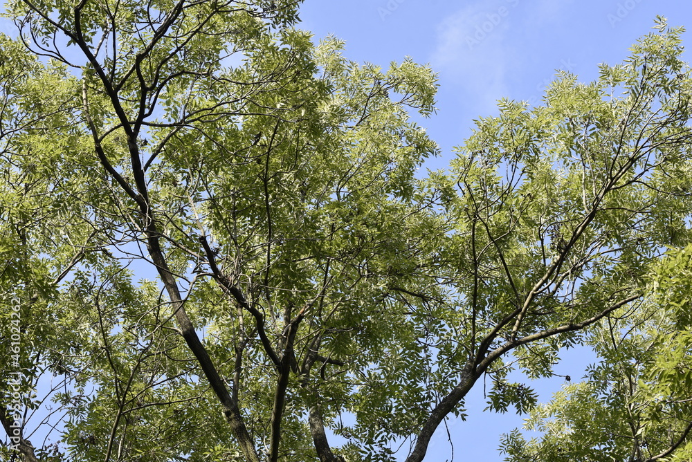 Obraz premium the crown of trees in the city park