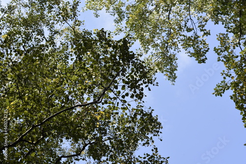 the crown of trees in the city park