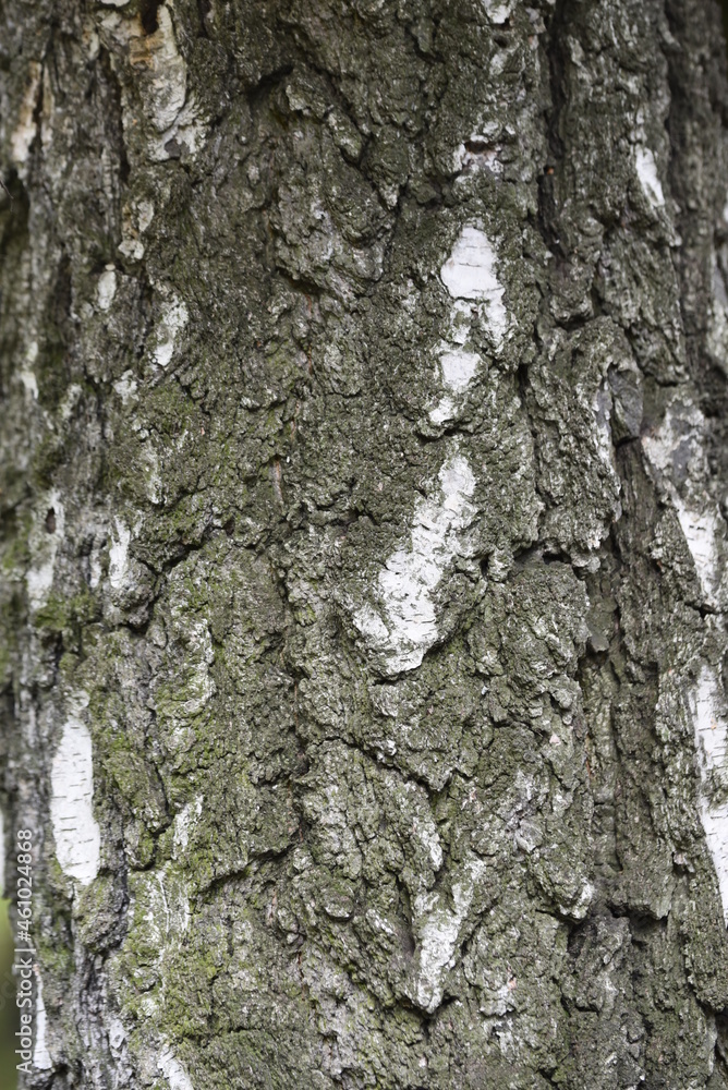 tree bark - wood texture, background tree bark - wood texture, background