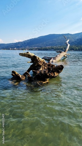 Treibholz am Lago Maggiore