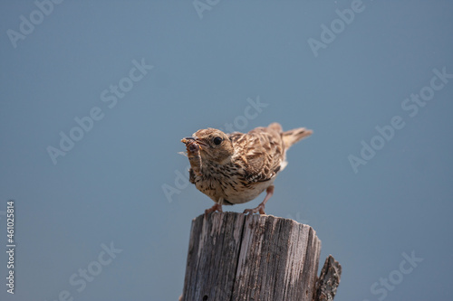 Woodlark (Lullula arborea) perched on a pine stump