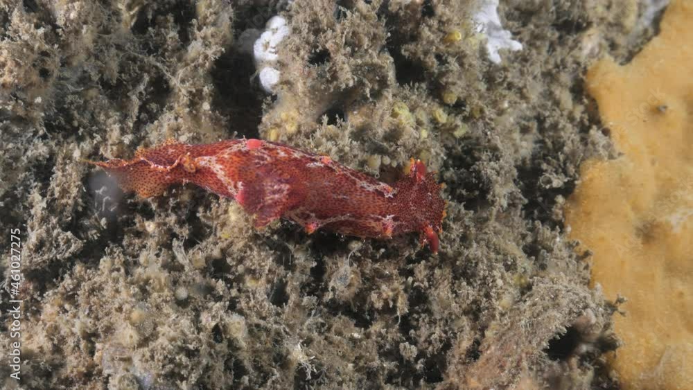 Scuba divers view of a vibrant red sea creature moving underwater on a soft marine plant. Marine science video Scuba divers view of a vibrant red sea creature moving underwater on a soft marine plant. Marine science video