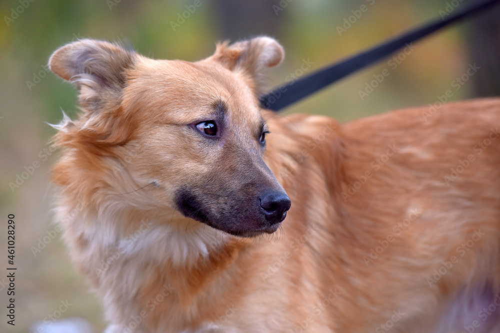 ginger mongrel dog at animal shelter ginger mongrel dog at animal shelter