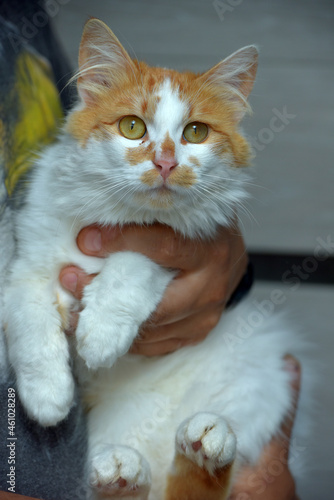 cute fluffy red with white cat in hands