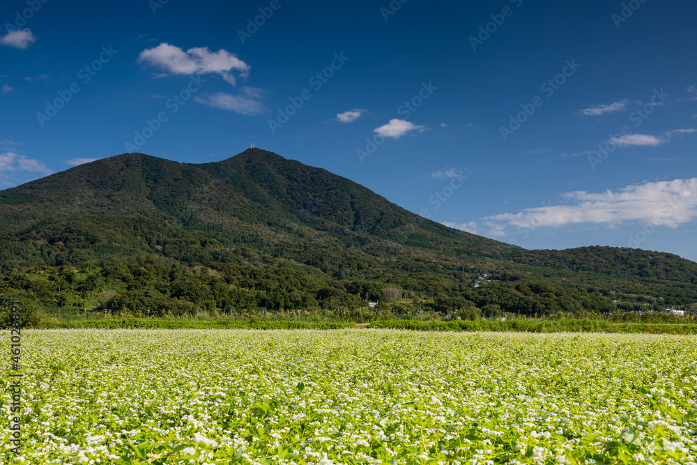 筑波山の秋　満開の蕎麦畑