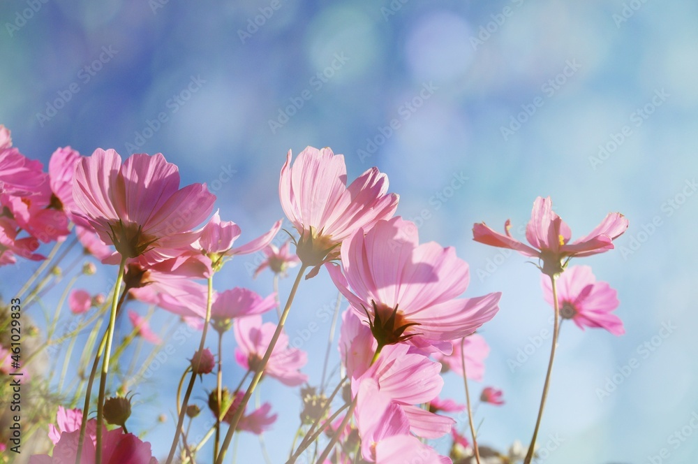 Beautiful pastel pink cosmos flowers blooming on bokeh overlay background.Overlay with bokeh Beautiful pastel pink cosmos flowers blooming on bokeh overlay background.Overlay with bokeh