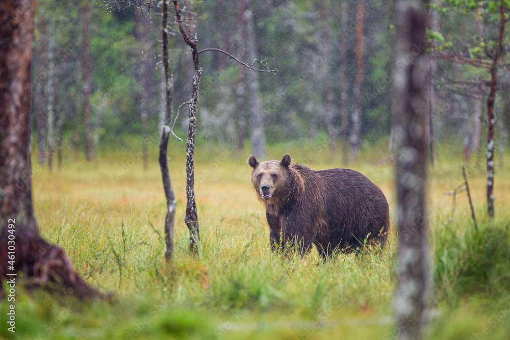 European Brown bear or Grizzly walks across the grasslands of Kuhmo Finland, Europe European Brown bear or Grizzly walks across the grasslands of Kuhmo Finland, Europe