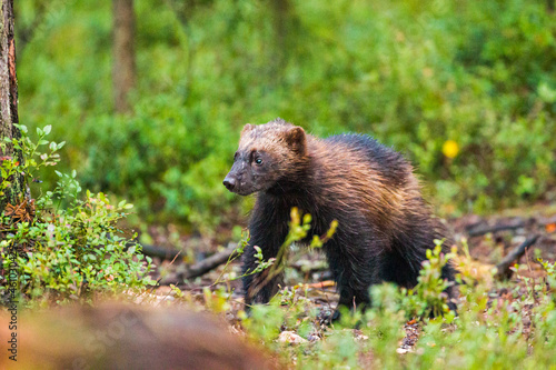 Young female Wolverine walks on the floor of the Forests in Kuhmo, Finland, Europe
