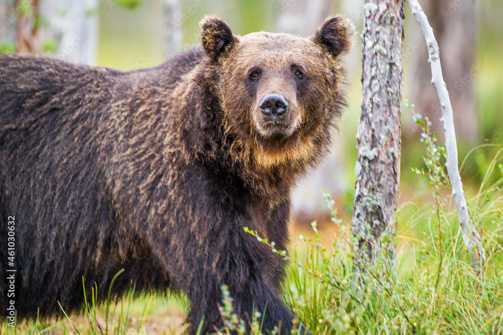 Obraz premium European Brown bear or Grizzly walks across the grasslands of Kuhmo Finland, Europe