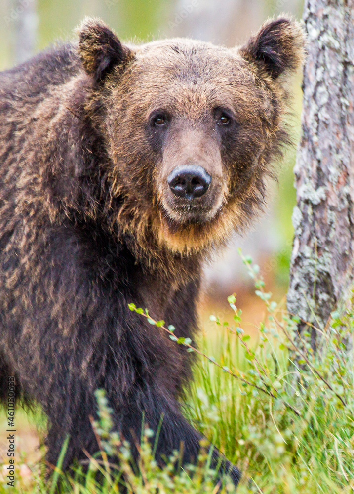 Obraz premium European Brown bear or Grizzly walks across the grasslands of Kuhmo Finland, Europe
