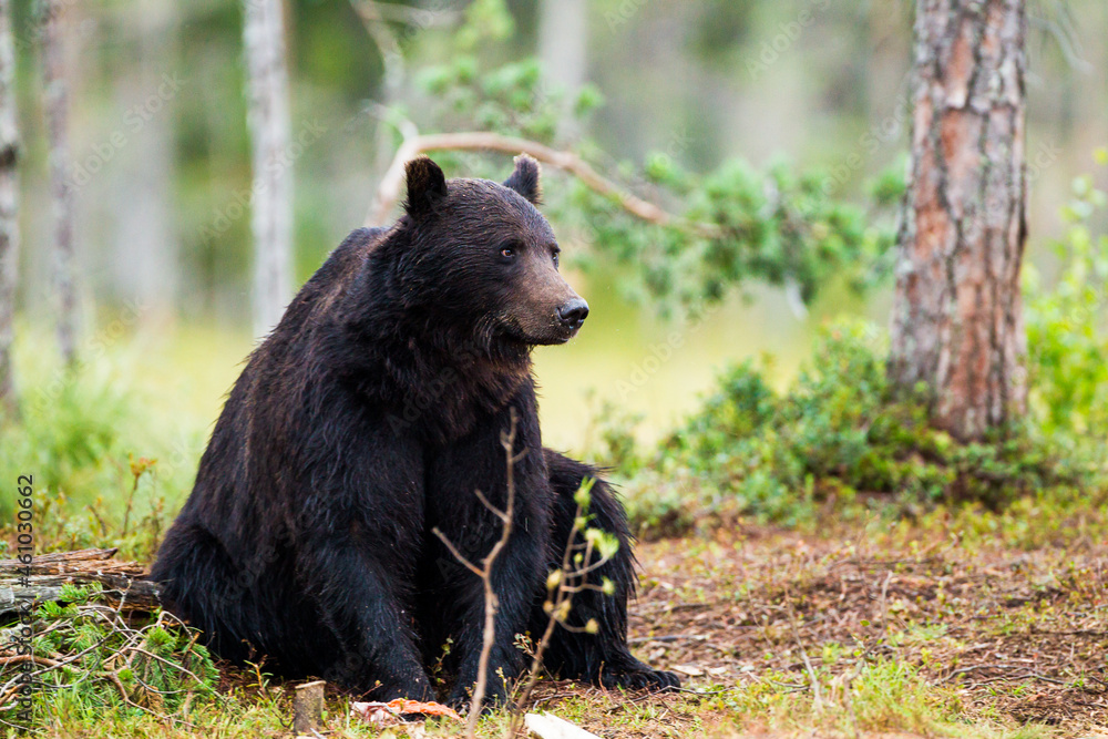 Fototapeta premium European Brown bear or Grizzly walks across the grasslands of Kuhmo Finland, Europe