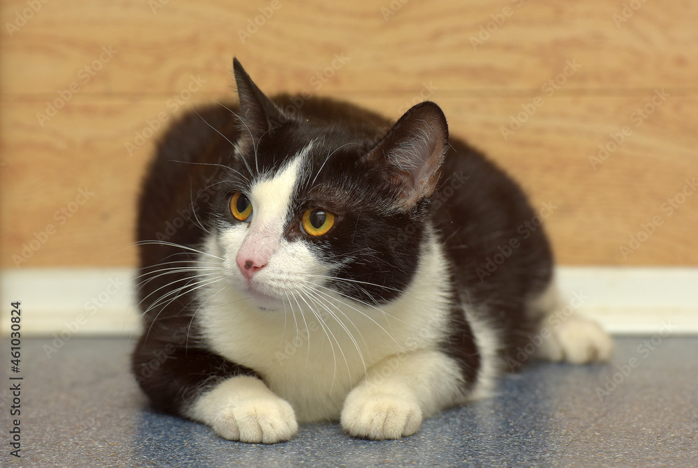 black and white european shorthair cat with orange eyes