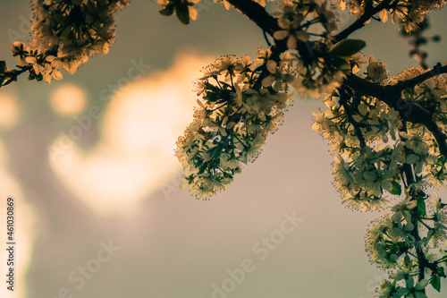 Focusing on the branch of a flowering tree