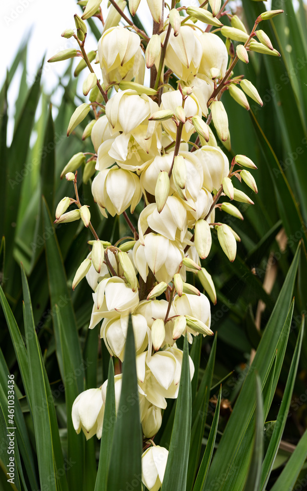 Fototapeta premium Yucca, Cassava plant with beautiful Flowers in summer garden