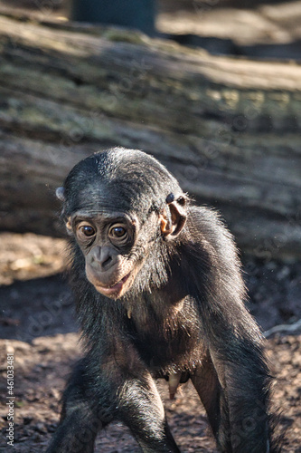 a chimpanzee baba from the berlin zoo. goggle eyes look out for new adventures.