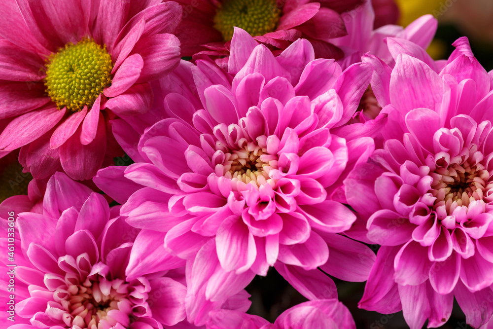 pink blooms of Chrysanthemum flowers in bouquet autumn, floral wallpaper background
