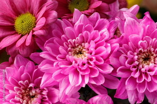 pink blooms of Chrysanthemum flowers in bouquet autumn  floral wallpaper background