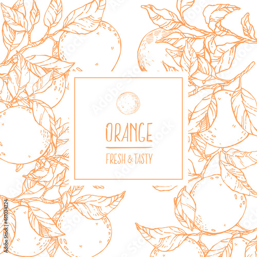 Hand drawn vector fresh orange summer fruit