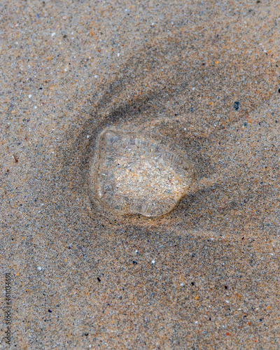 Jellyfish on the beach