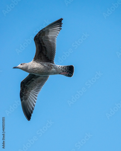seagull in flight 