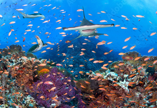 Fototapeta Naklejka Na Ścianę i Meble -  Underwater image of coral reef with Hammerhead shark, turtle and stingray. 