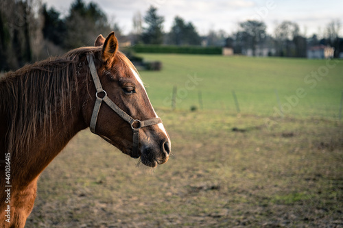 Portrait d'un cheval dans un champ