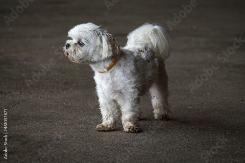 White little doggy with fluffy tail dirty after the rain standing on gray concrete floor